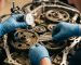 Engine Timing Gear poleview_diagnostic_process_closeup_2